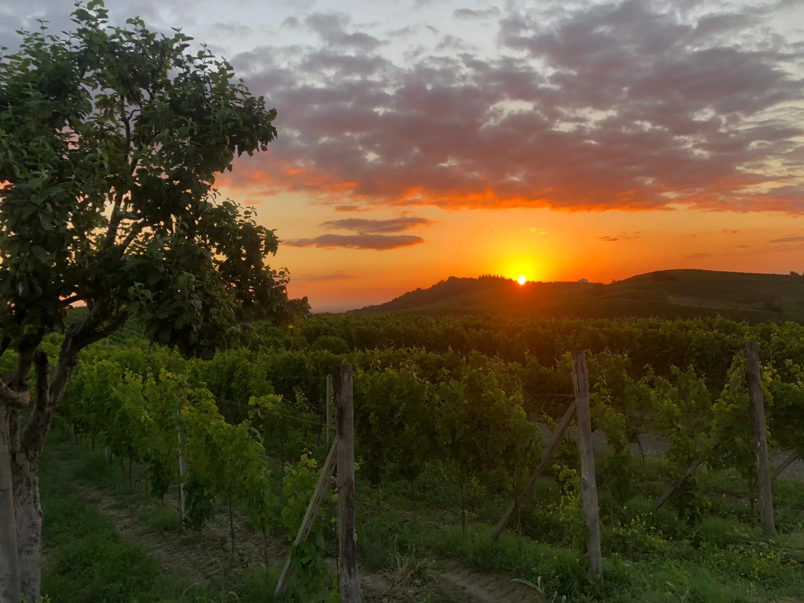 atardecer-vina.jpeg
