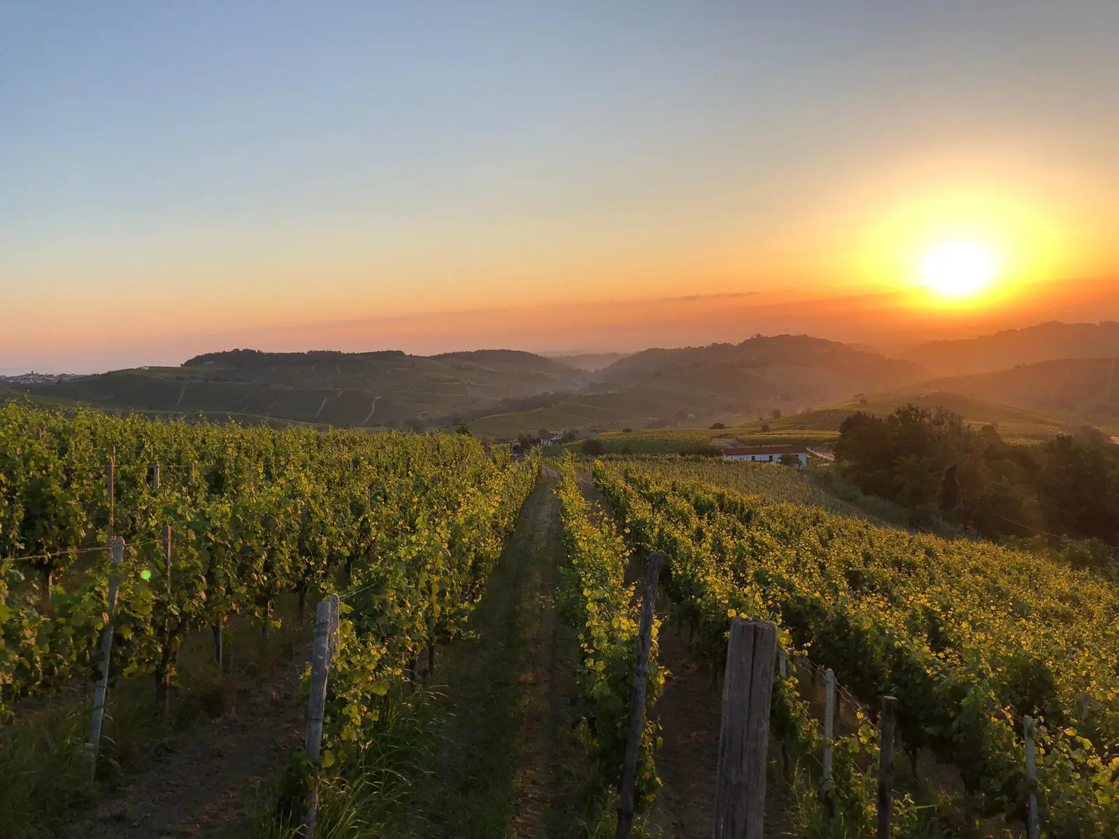 uvas-para-vino-atardecer-rinaldi.jpeg